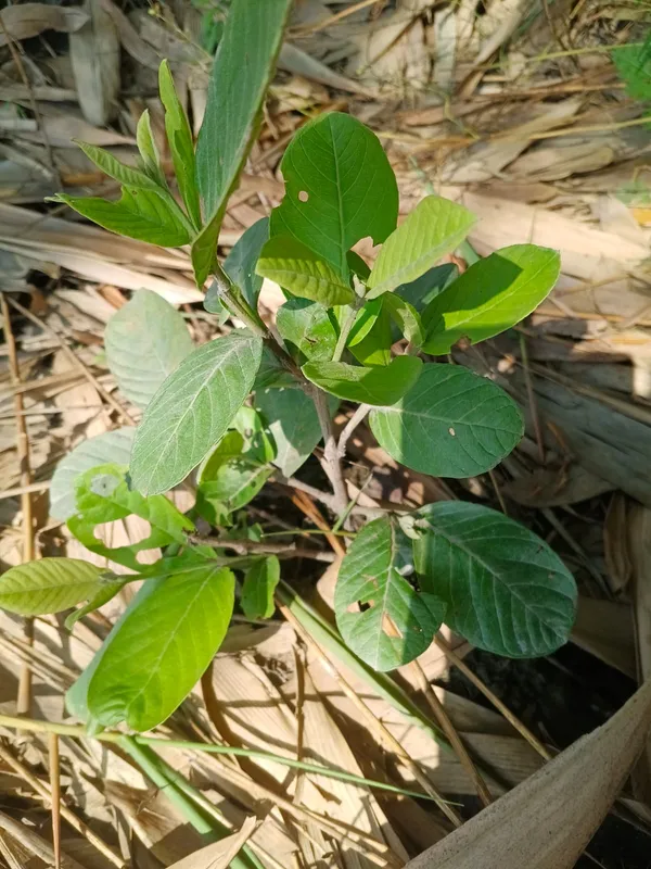 Live_Plant_Seedling_-_Young_Growing_Plant_For_Home_Garden