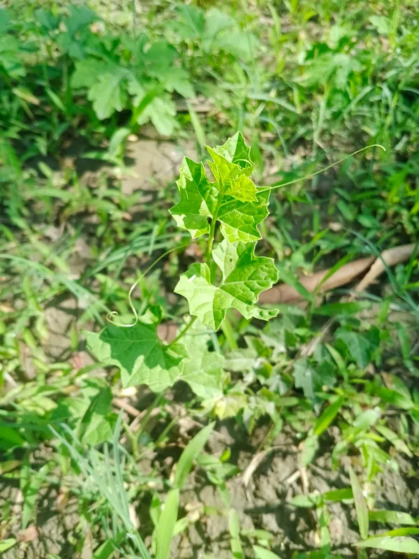 Fresh_Green_Pea_Plant_Seedling