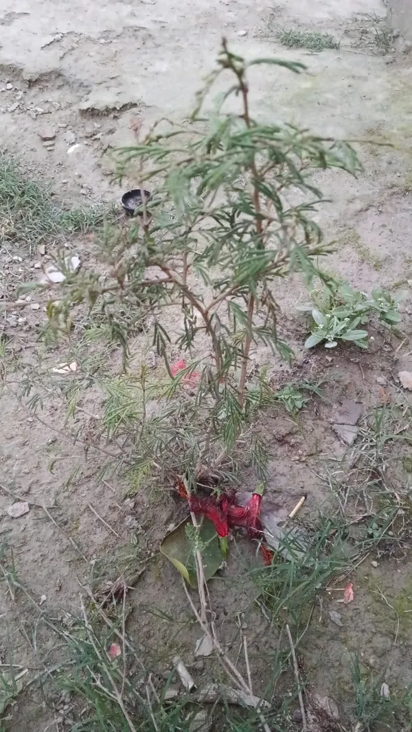 Wilted_Flowering_Plant_With_Broken_Pot
