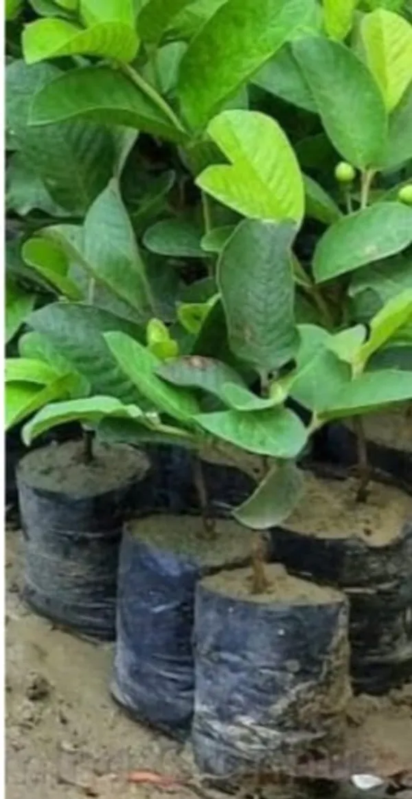 Black_Plastic_Nursery_Plant_Growing_Bags_For_Gardening_(Set_Of_Multiple_Pots)