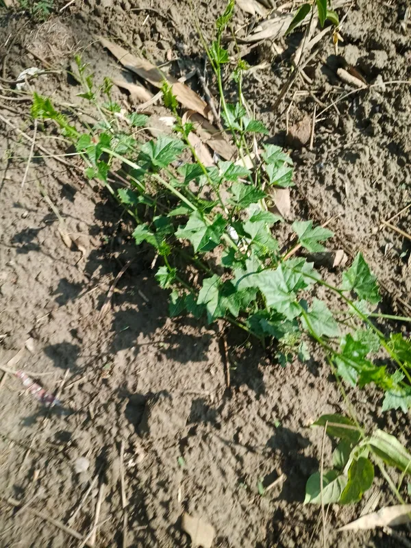 Fresh_Green_Pea_Plant_Seedling