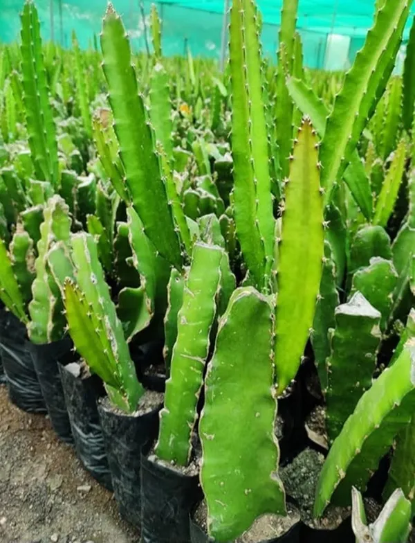 Dragon_Fruit_Cactus_Plant_-_Pitaya_Fruit_Bearing_Succulent
