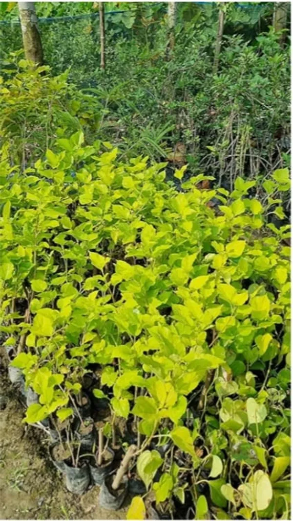 Jackfruit_Tree_Saplings_In_Poly_Bags_–_Healthy_Young_Plants_For_Plantation