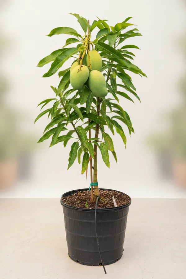 Dwarf_Mango_Tree_Plant_With_3_Fruits_In_Pot