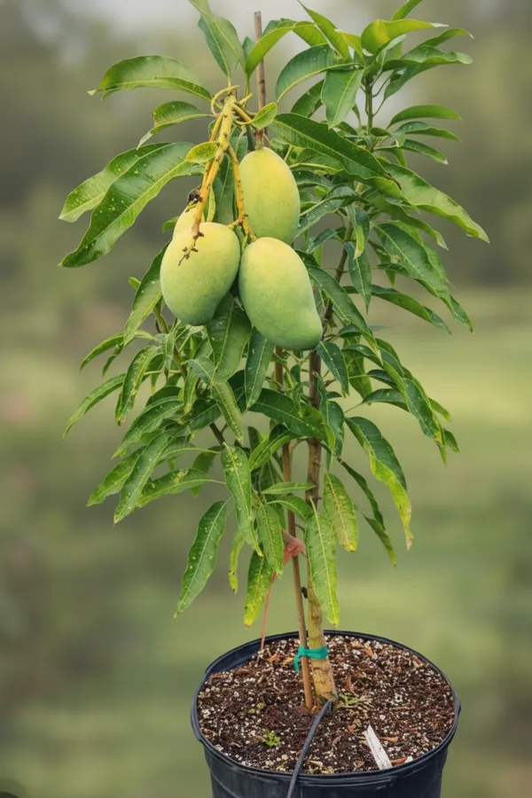 Dwarf_Mango_Tree_Plant_With_3_Fruits_In_Pot