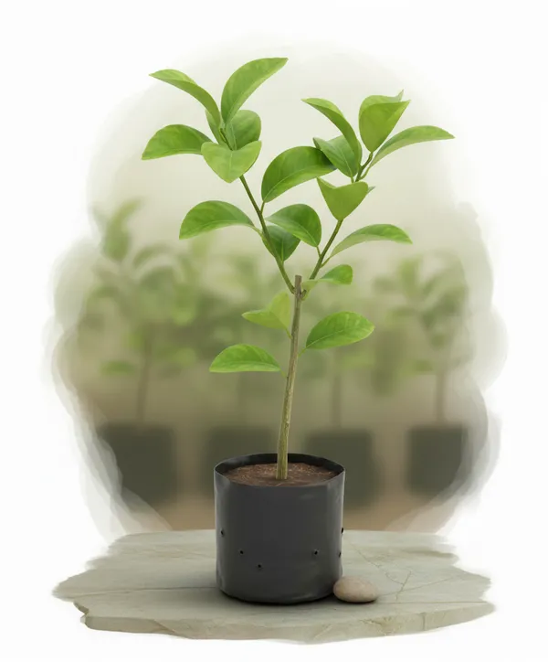 Grafted_Lemon_Plant_Sapling_In_Nursery_Bag