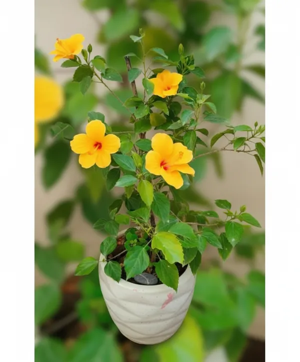 Yellow_Hibiscus_Flowering_Plant_In_White_Pot