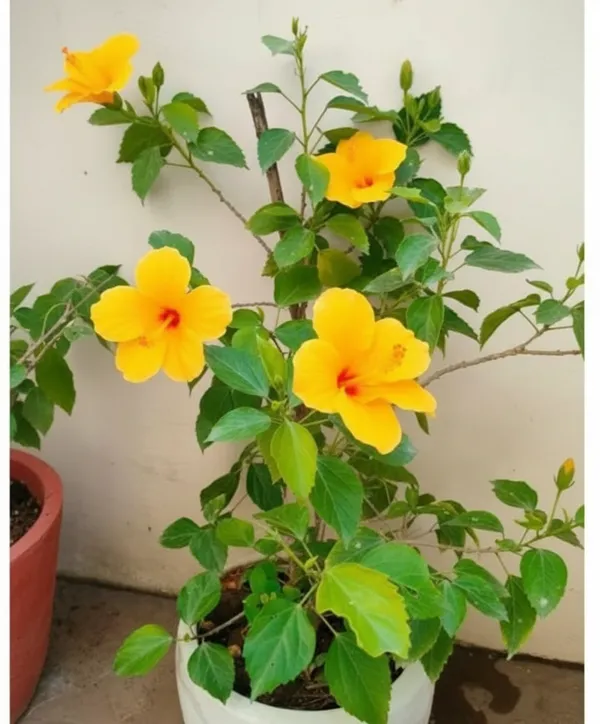 Yellow_Hibiscus_Flowering_Plant_In_White_Pot