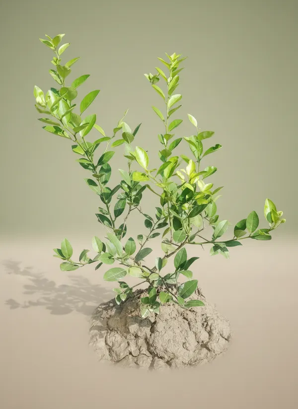 Citrus_Plant_Sapling_-_Live_Lemon/Orange_Tree_Seedling_For_Home_Garden