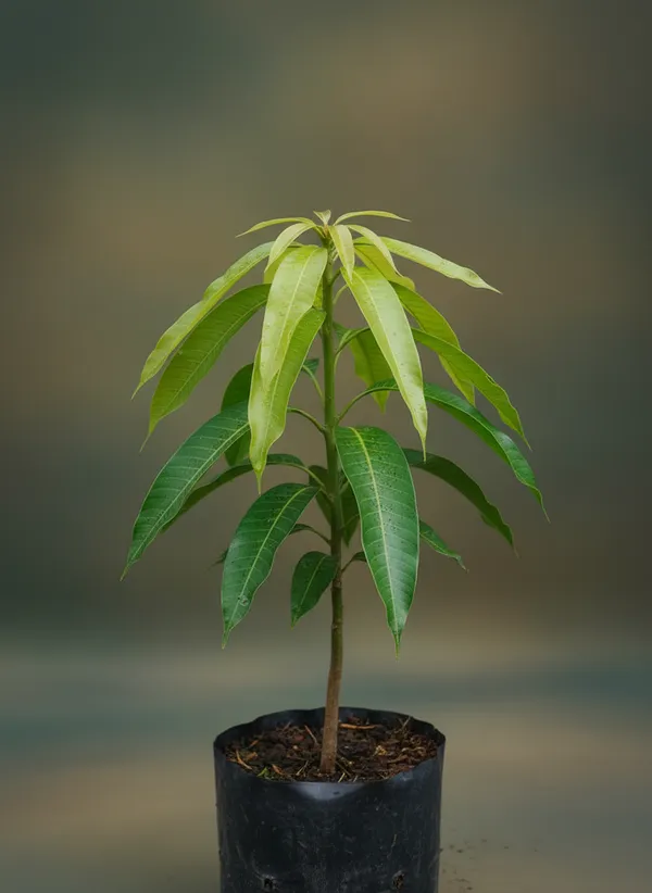 Live_Mango_Plant/Sapling_-_Tropical_Fruit_Tree_For_Home_Garden