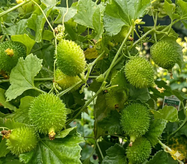 Spiny_Bitter_Gourd_(Kantola/Kakrol)_Seeds_-_Fresh_Vegetable_Seeds_For_Home_Gardening