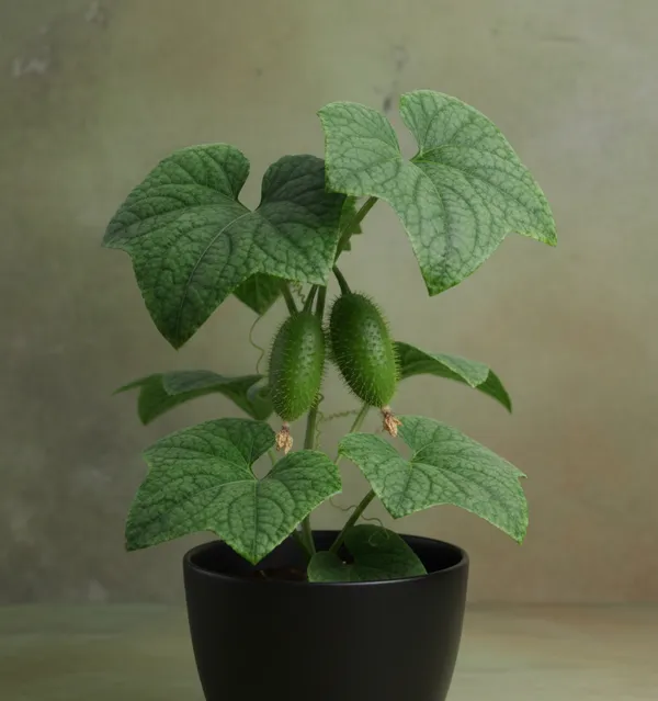 Fresh_Green_Cucumber_Plant_With_Growing_Fruits