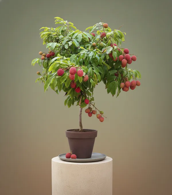Lychee_Fruit_Tree_Live_Plant_-_Tropical_Fruit_Bearing_Plant_For_Home_Garden