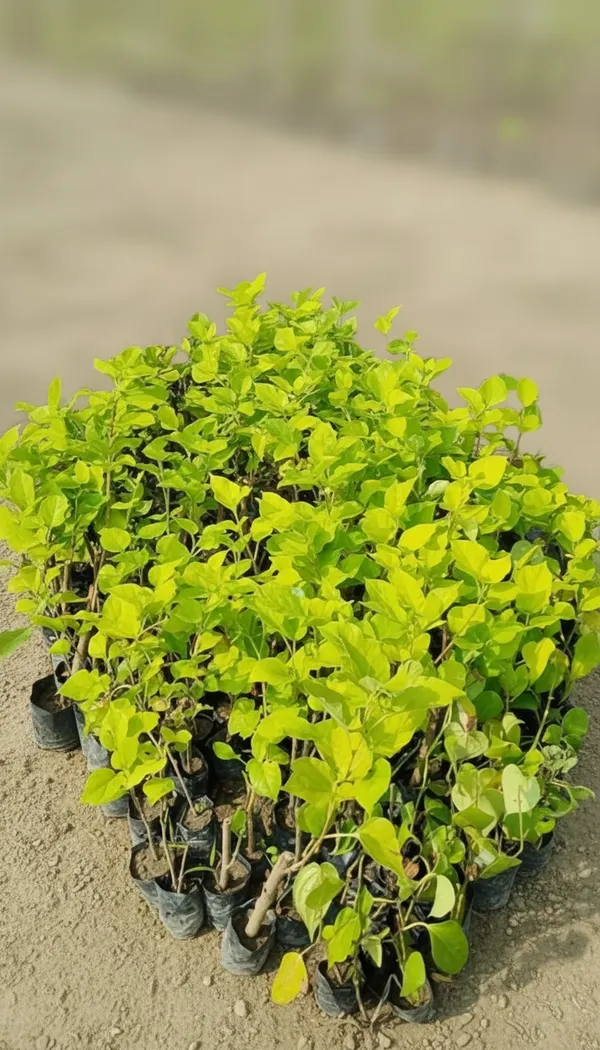 Jackfruit_Tree_Saplings_In_Poly_Bags_–_Healthy_Young_Plants_For_Plantation
