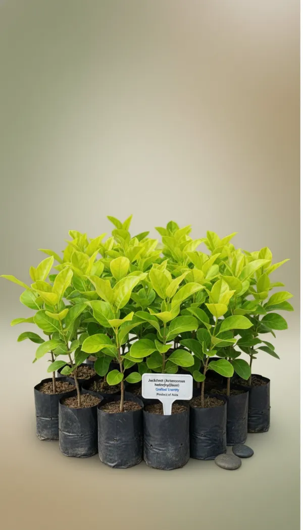 Jackfruit_Tree_Saplings_In_Poly_Bags_–_Healthy_Young_Plants_For_Plantation