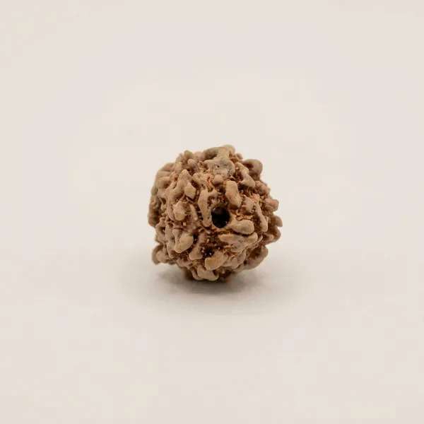 3_Mukhi_Natural_Rudraksha_Bead_for_Spiritual_and_Devotional_Use