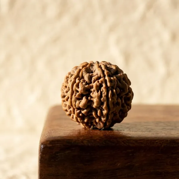 3_Mukhi_Natural_Rudraksha_Bead_for_Spiritual_and_Devotional_Use