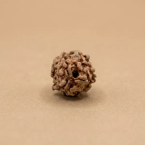 3_Mukhi_Natural_Rudraksha_Bead_for_Spiritual_and_Devotional_Use