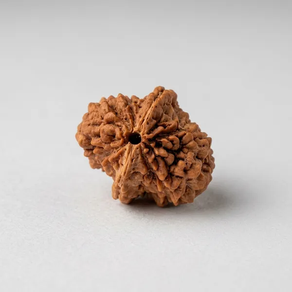 2_Mukhi_Natural_Rudraksha_Bead_for_Spiritual_and_Meditation_Practices