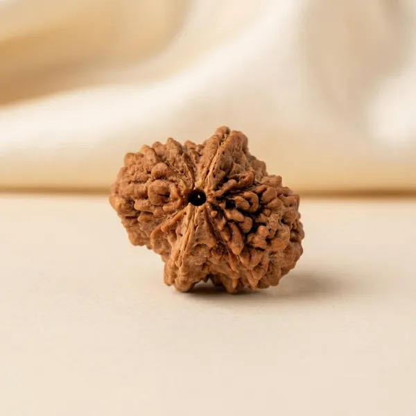 2_Mukhi_Natural_Rudraksha_Bead_for_Spiritual_and_Meditation_Practices