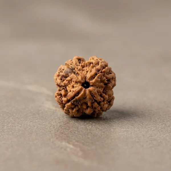4_Mukhi_Natural_Rudraksha_Seed_for_Spiritual_Wellness