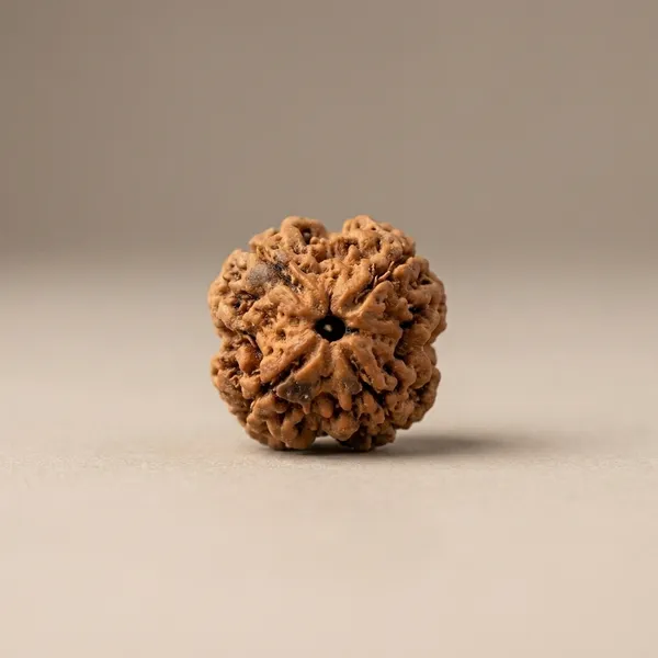 4_Mukhi_Natural_Rudraksha_Seed_for_Spiritual_Wellness