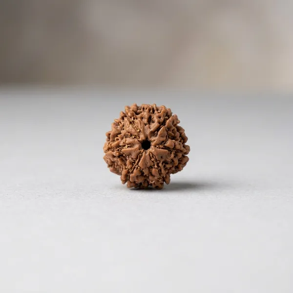 6_Mukhi_Rudraksha_Seed_Bead_for_Spiritual_Practices