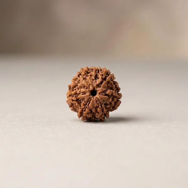 6_Mukhi_Rudraksha_Seed_Bead_for_Spiritual_Practices