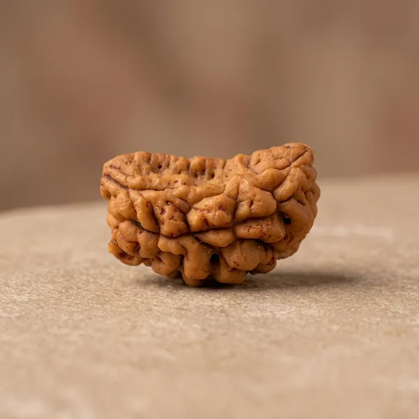 1_Mukhi_Rudraksh_Natural