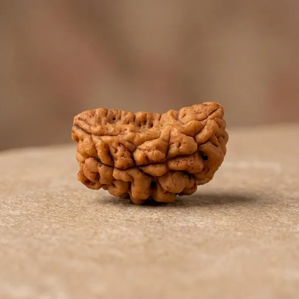 1_Mukhi_Rudraksh_Natural
