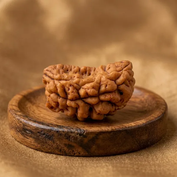 1_Mukhi_Rudraksh_Natural