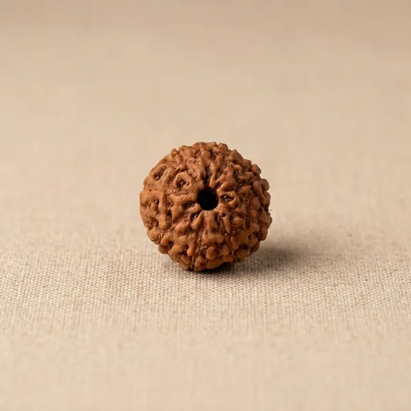 7_Mukhi_Brown_Rudraksha_Bead_for_Spiritual_Wear