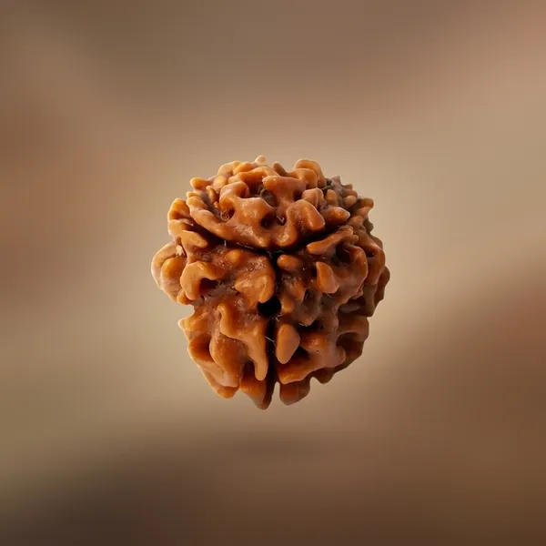 Oastro_Solution_3_Mukhi_Rudraksha_Sesame_Oil_Coated