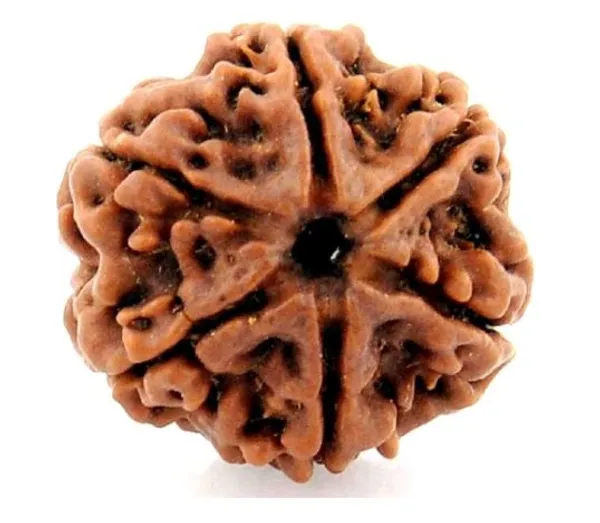 Oastro_Solution_6_Mukhi_Rudraksha_Herbal_Oil_Infused