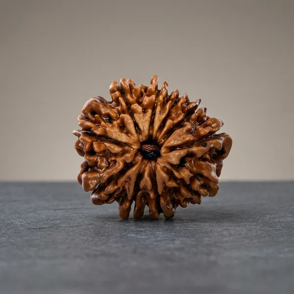 Oastro_Solution_10_Mukhi_Rudraksha_Bead_Basil_Oil_Coated