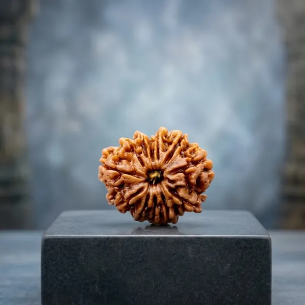 Oastro_Solution_12_Mukhi_Rudraksha_Bead_Sun-Charged_Oil_Coated