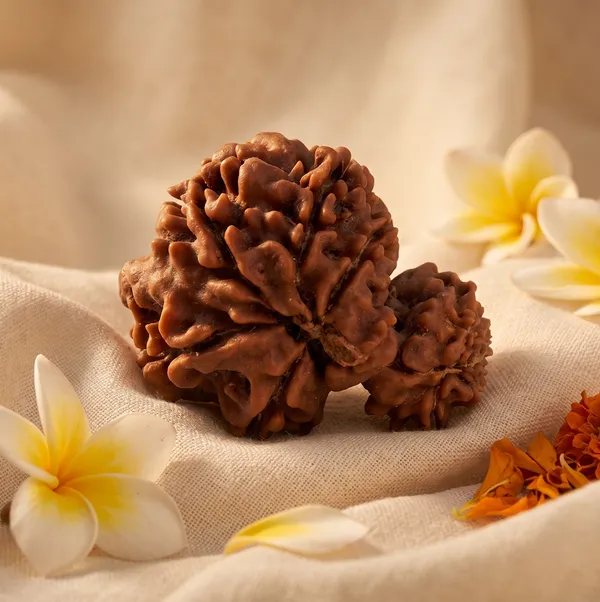 Exquisite_Nepal_Origin_Garbh_Gauri_Rudraksha_17Mm_22Mm_With_Silver_Capping_|_Balance_&_Protection