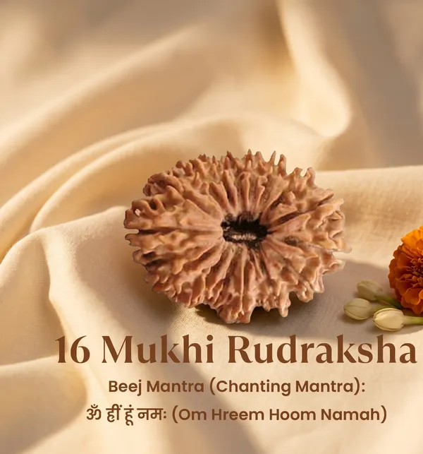 Elegant_Nepal_Origin_16_Mukhi_Rudraksha_17Mm_To_22Mm_|_Balance_&_Protection