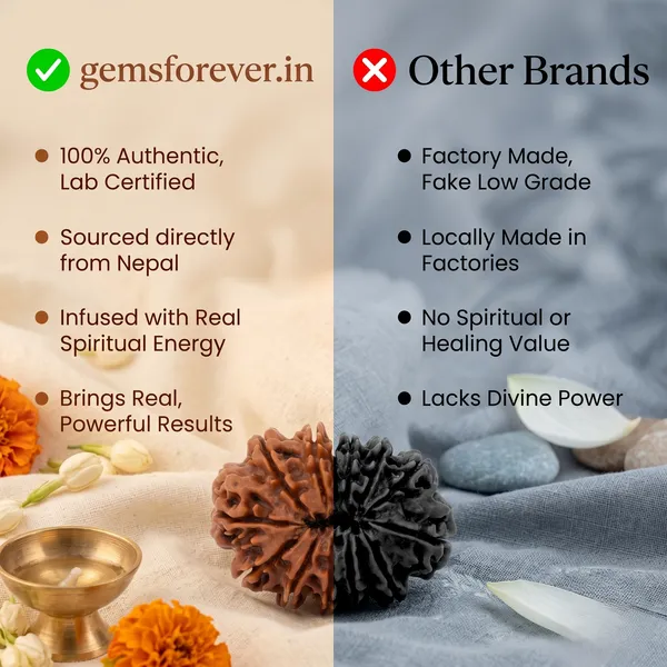 Elegant_Nepal_Origin_16_Mukhi_Rudraksha_17Mm_To_22Mm_|_Balance_&_Protection