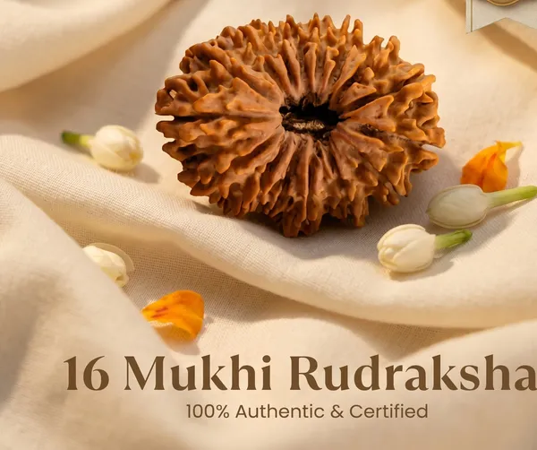 Elegant_Nepal_Origin_16_Mukhi_Rudraksha_17Mm_To_22Mm_|_Balance_&_Protection