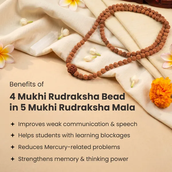 Elegant_4_Mukhi_Rudraksha_Bead_In_5_Mukhi_Rudraksha_Mala_|_Balance_&_Protection