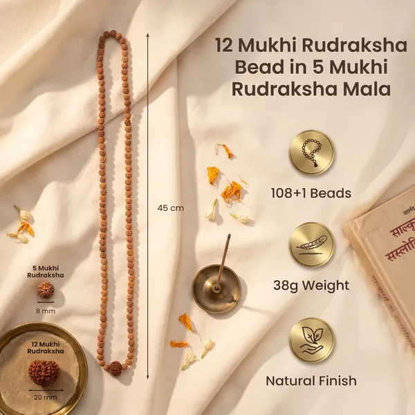 Divine_12_Mukhi_Rudraksha_Bead_In_5_Mukhi_Rudraksha_Mala_|_Balance_&_Protection