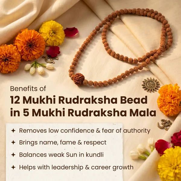 Divine_12_Mukhi_Rudraksha_Bead_In_5_Mukhi_Rudraksha_Mala_|_Balance_&_Protection