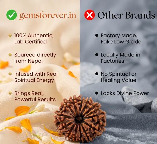 Authentic_Nepal_Origin_14_Mukhi_Rudraksha_17Mm_To_22Mm_|_Balance_&_Protection