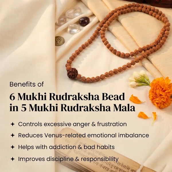 Sacred_6_Mukhi_Rudraksha_Bead_In_5_Mukhi_Rudraksha_Mala_|_Balance_&_Protection