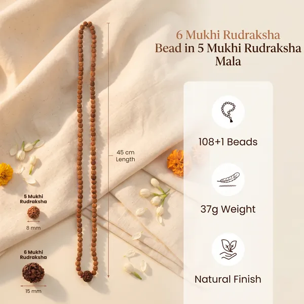 Sacred_6_Mukhi_Rudraksha_Bead_In_5_Mukhi_Rudraksha_Mala_|_Balance_&_Protection