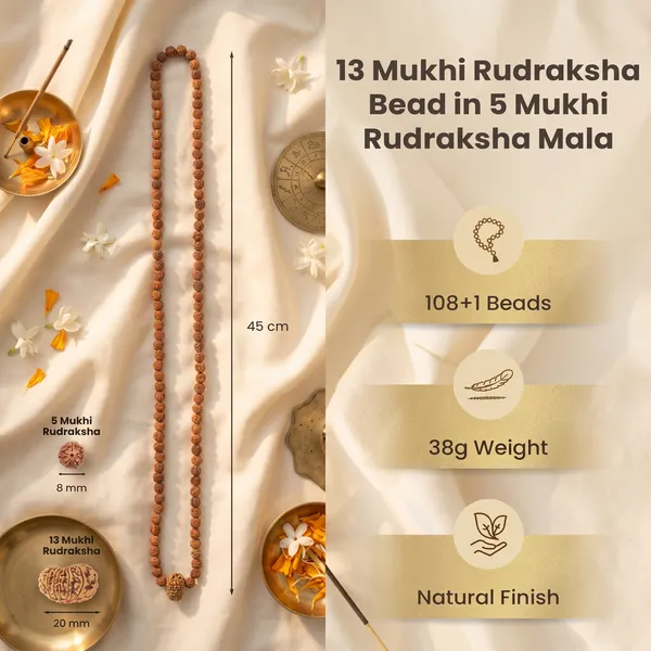 13_Mukhi_Rudraksha_Bead_In_5_Mukhi_Rudraksha_Mala_Default_Title