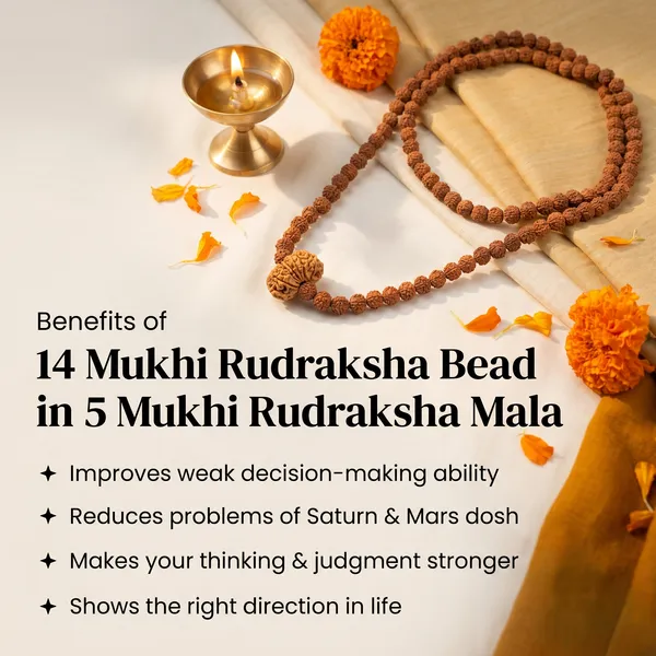 Classic_14_Mukhi_Rudraksha_Bead_In_5_Mukhi_Rudraksha_Mala_|_Balance_&_Protection