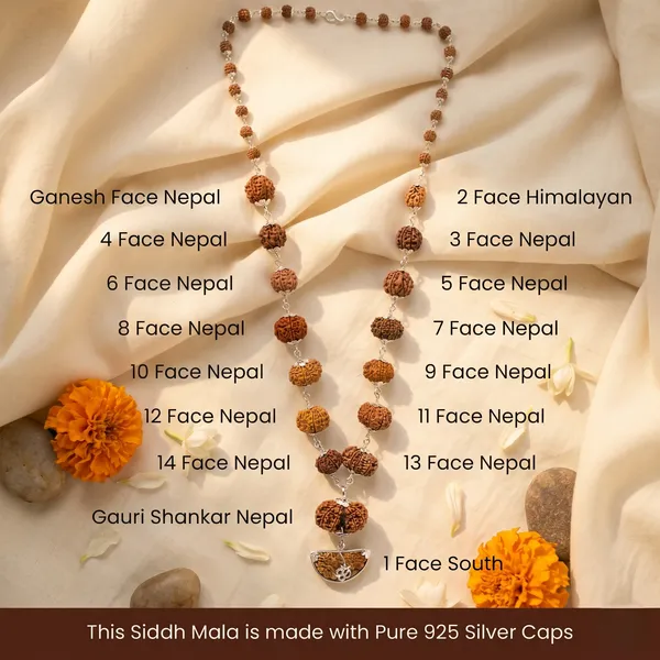 Elegant_1_14_Mukhi_Siddh_Rudraksha_Mala_With_Collector_Beads_|_Balance_&_Protection