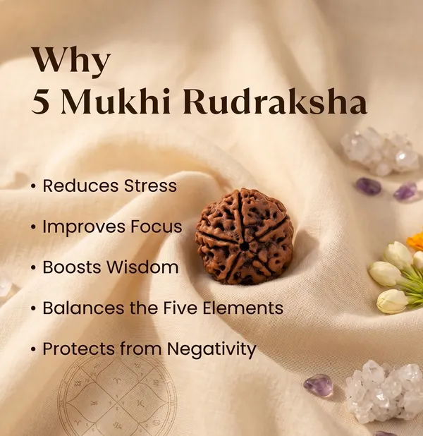 Exquisite_Nepal_Origin_5_Mukhi_Rudraksha_17Mm_To_22Mm_|_Balance_&_Protection